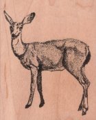 Whitetail Doe Rubber Stamp