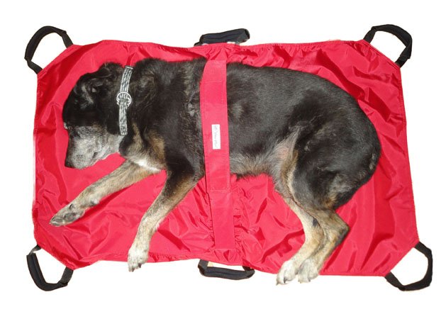 Easiest Way Transport Big Dog Easiest Way Transport Big Dog